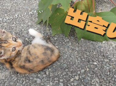 野良猫を保護することにしました…