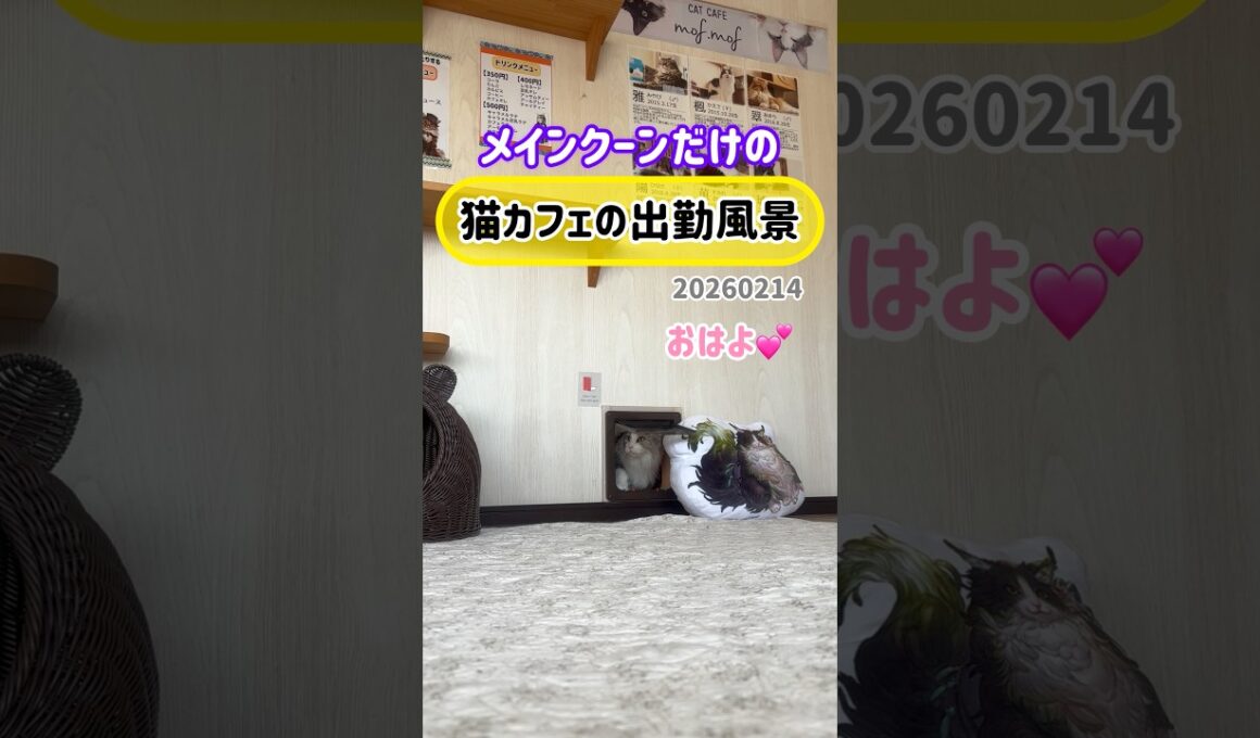 20260214メインクーンだけの【猫カフェの出勤風景】#cat #cooncat #mainecat #もふもふ