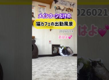 20260214メインクーンだけの【猫カフェの出勤風景】#cat #cooncat #mainecat #もふもふ