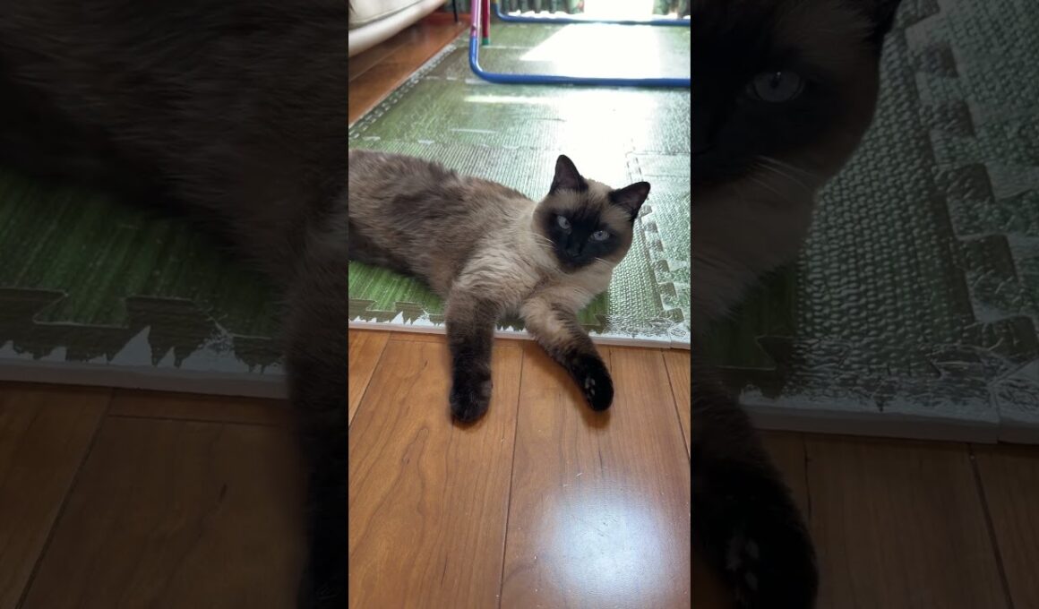 みお~んなシャム猫のふくさん【たぬき猫】 #cat #しゃむねこ #猫のいる暮らし #猫好きさんと繋がりたい #ねこ #cute