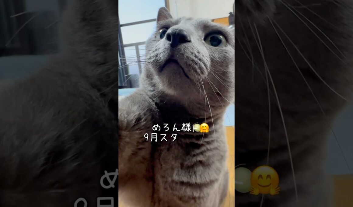 【ロシアンブルー】めろん新しい月がスタート🤗今月もよろしくお願いします🥰【猫】#shorts