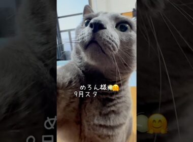 【ロシアンブルー】めろん新しい月がスタート🤗今月もよろしくお願いします🥰【猫】#shorts