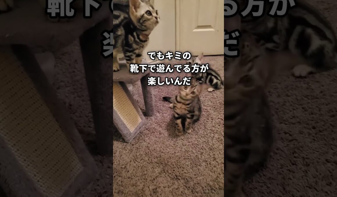 【縞々プリンス】アメリカンショートヘアの可愛さがわかる一分解説