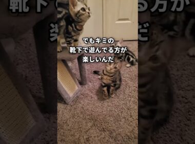 【縞々プリンス】アメリカンショートヘアの可愛さがわかる一分解説