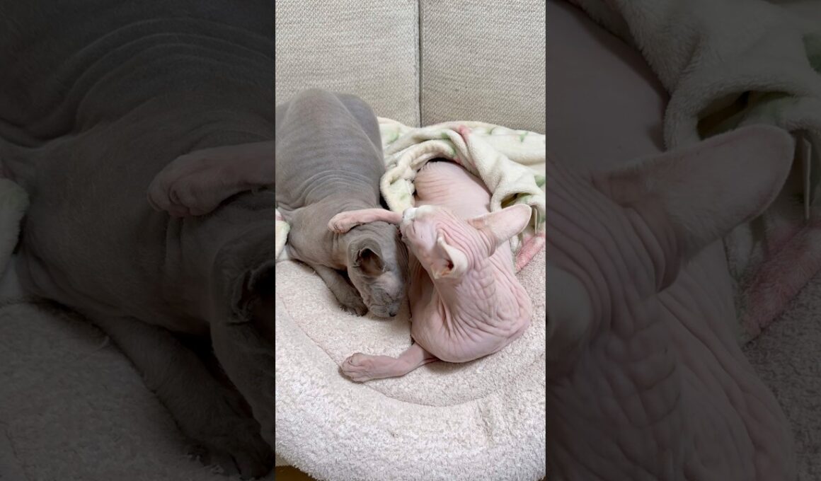 エモすぎる！妹猫アレクサンドラが兄猫スルタンを毛繕い【スフィンクス】