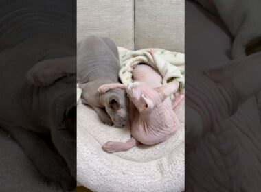 エモすぎる！妹猫アレクサンドラが兄猫スルタンを毛繕い【スフィンクス】