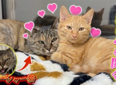警戒心MAXの保護猫、子猫に心を奪われる。