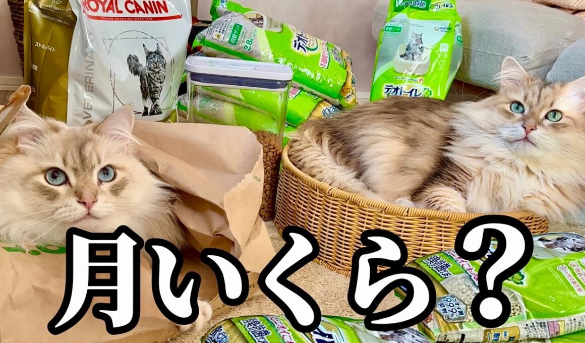 サイベリアンの飼育費、月いくら？リアルな出費全部見せます