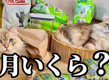 サイベリアンの飼育費、月いくら？リアルな出費全部見せます