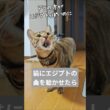 猫にエジプトの曲を聞かせると｜トイガー&ラグドール　#トイガー #ラグドール #catshorts #猫 #猫のいる暮らし #catfunny