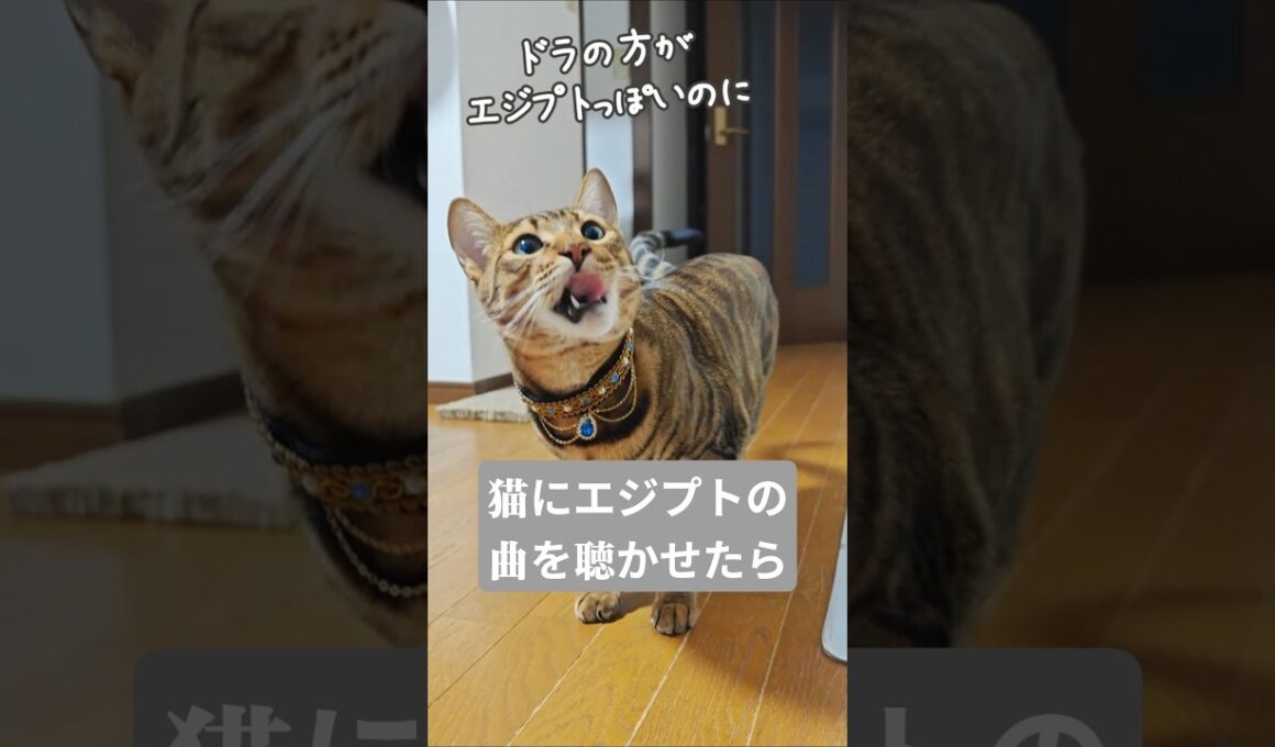 猫にエジプトの曲を聞かせると｜トイガー&ラグドール　#トイガー #ラグドール #catshorts #猫 #猫のいる暮らし #catfunny