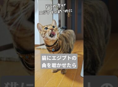 猫にエジプトの曲を聞かせると｜トイガー&ラグドール　#トイガー #ラグドール #catshorts #猫 #猫のいる暮らし #catfunny