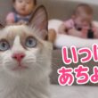 【無双】お転婆ラグドール子猫に 赤ちゃんタジタジw