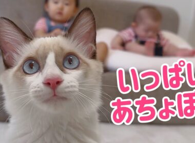 【無双】お転婆ラグドール子猫に 赤ちゃんタジタジw
