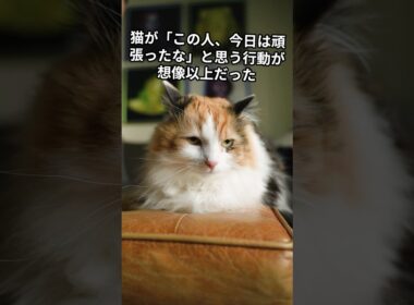 猫が「この人、今日は頑張ったな」と思う行動が想像以上だった　 #猫 #雑学 #ねこ #猫のいる生活 #猫好き #猫の雑学 #ネコ #名もなき風景 #cat
