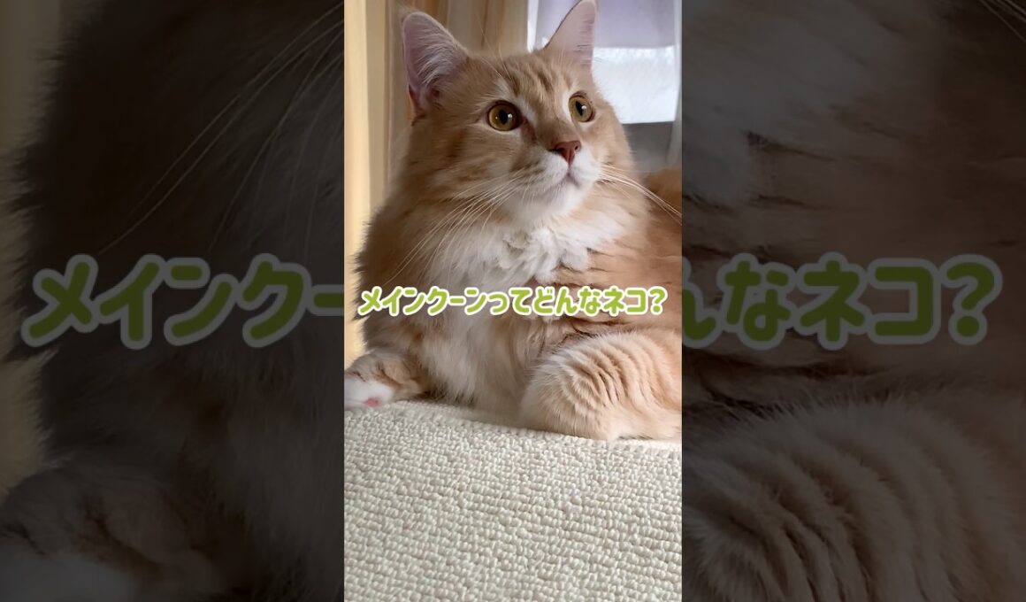 《メインクーンってどんなネコ？ーセクシーなネコ？》　#shorts #メインクーン #neko #猫のいる暮らし