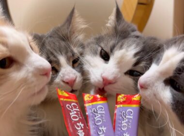 【カワイイ】もふ猫たちのハッピーバレンタイン💌ノルウェージャンフォレストキャットとターキッシュアンゴラ