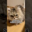 2026/02/14今日のしーちゃん #猫 #ペルシャ #シエル #cat #猫のいる暮らし