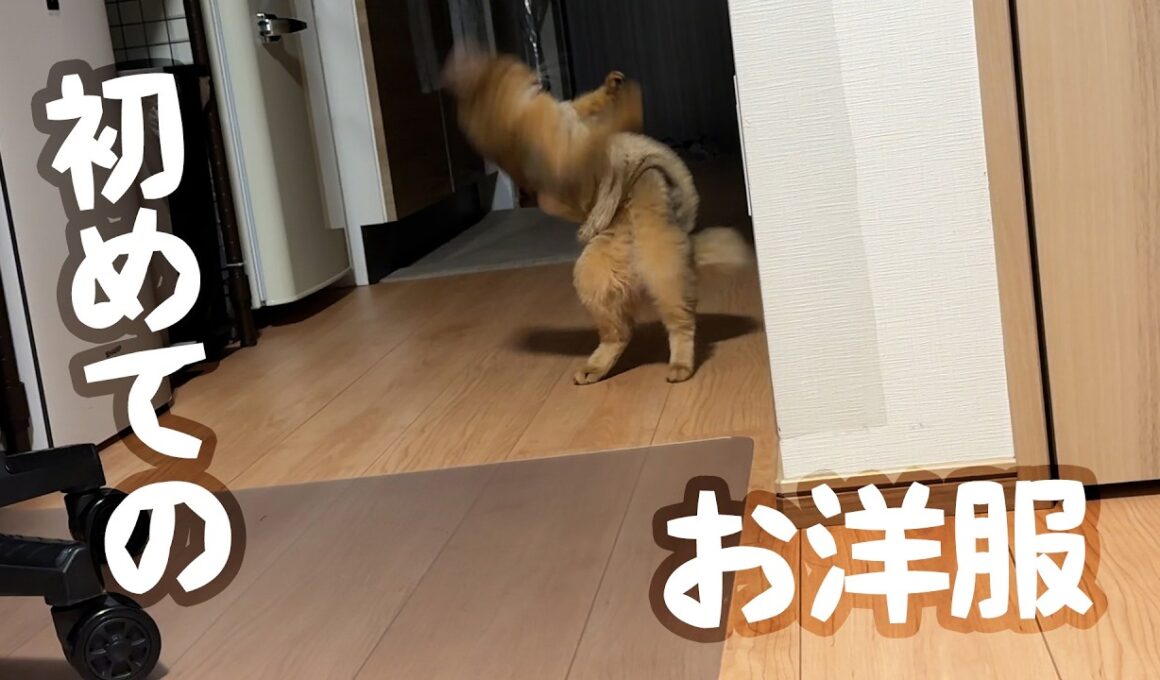 ソマリ猫すいちゃんの防寒対策【お洋服】