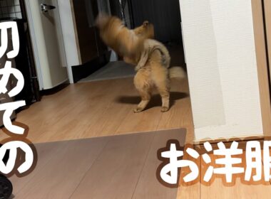 ソマリ猫すいちゃんの防寒対策【お洋服】