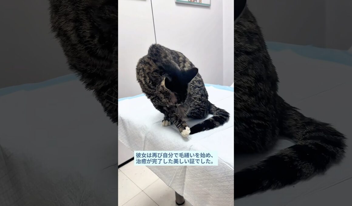 珍しい症状の子猫を救った優しい人…その後の奇跡に驚愕