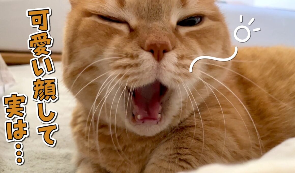 添い寝が大好きな愛猫には絶対に言えない悩みがありました…