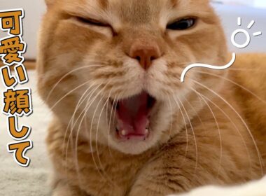 添い寝が大好きな愛猫には絶対に言えない悩みがありました…