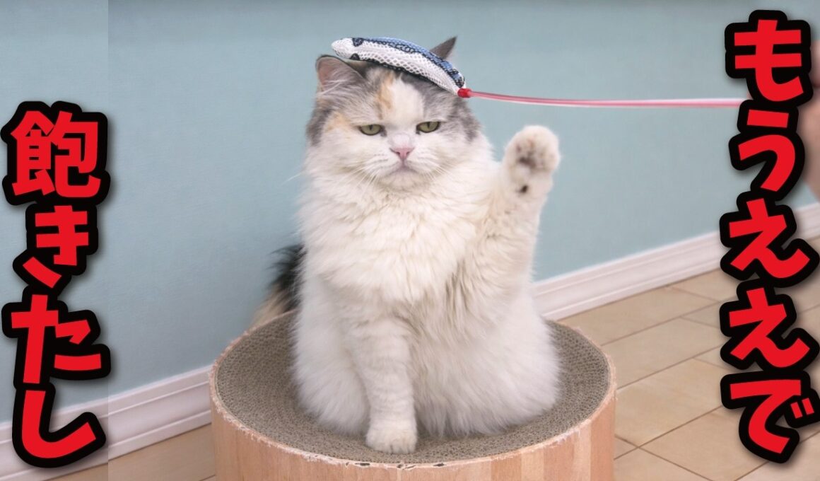 【悲報】猫たちがオモチャに飽きてしまいました