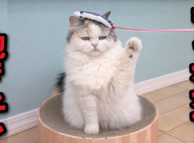 【悲報】猫たちがオモチャに飽きてしまいました