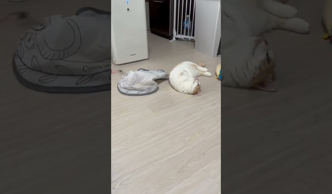 人魚姫になりたい　子猫マンチカンまんじろう