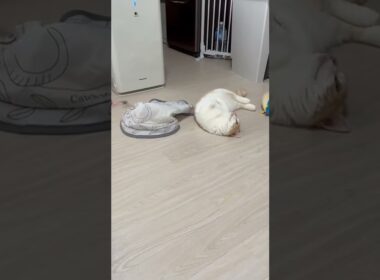 人魚姫になりたい　子猫マンチカンまんじろう