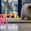 バーマン猫ラフ【いつまでも可愛い】Always cute（バーマン猫）Birman/Cat