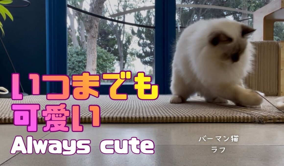 バーマン猫ラフ【いつまでも可愛い】Always cute（バーマン猫）Birman/Cat