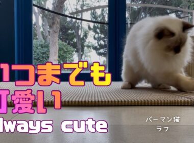 バーマン猫ラフ【いつまでも可愛い】Always cute（バーマン猫）Birman/Cat