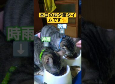 本日のお夕飯タイムです#ねこ #夕飯 #うまい #うまそう #うまし #うまうま #料理 #ウタ #時雨 #吹雪 #料理人 #いやし #いやしねこ