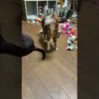 シャム猫のパンダ。手で食事①
