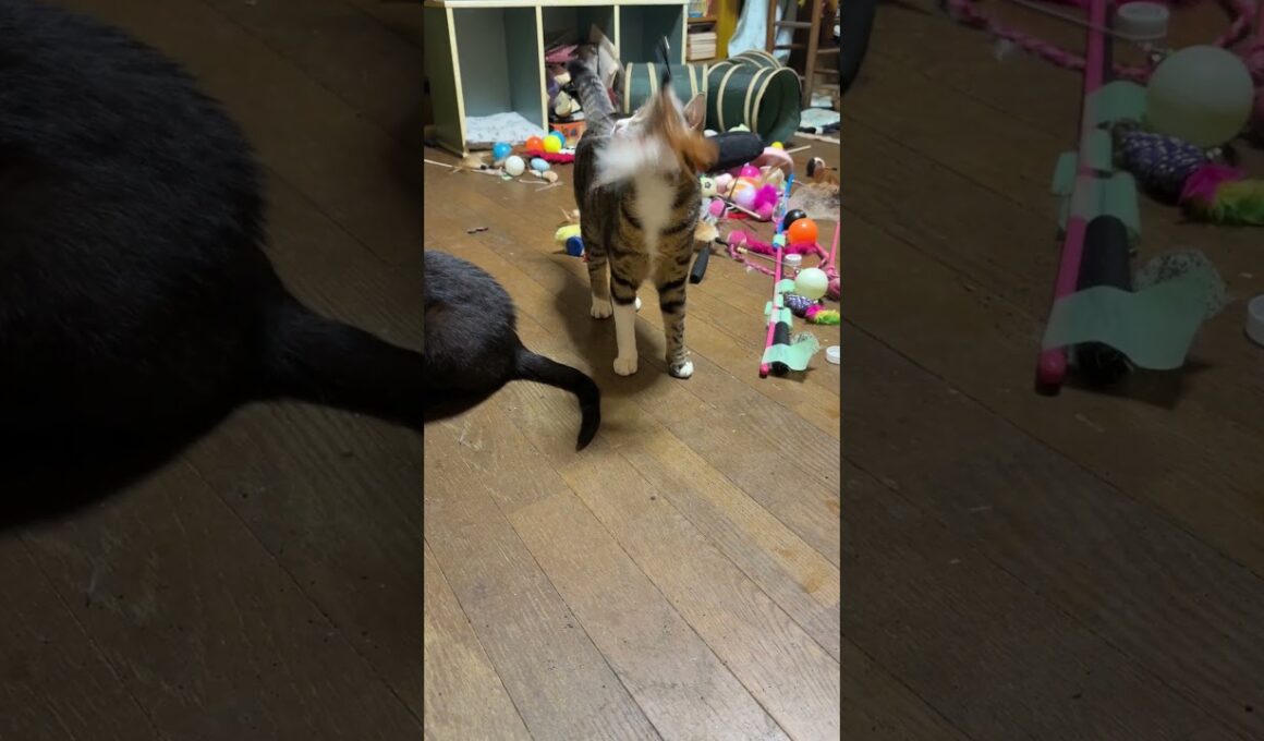 シャム猫のパンダ。手で食事①