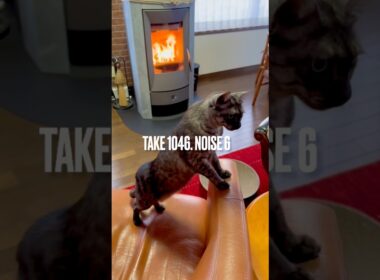 玄関でガサガサ、パパにゃにしてるにゃ⁈ #エジプシャンマウの仲間たち #後ろ足立ち🐾 #egyptianmaucat #物音が気になる猫 #shorts #エジプシャンマウスモーク #長い猫