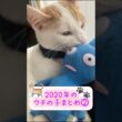 【ビビりだけど可愛い】🐾#日本猫