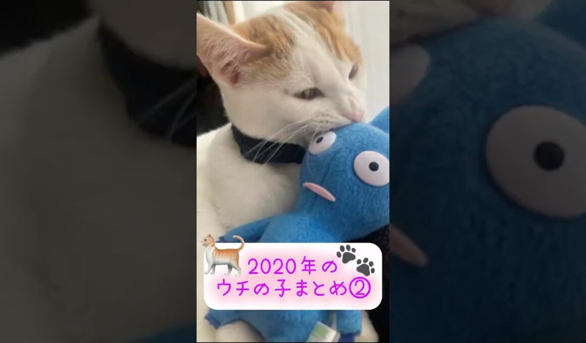 【ビビりだけど可愛い】🐾#日本猫