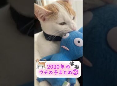 【ビビりだけど可愛い】🐾#日本猫