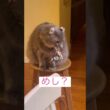 飯だ #ねこ動画 #アメリカンカール