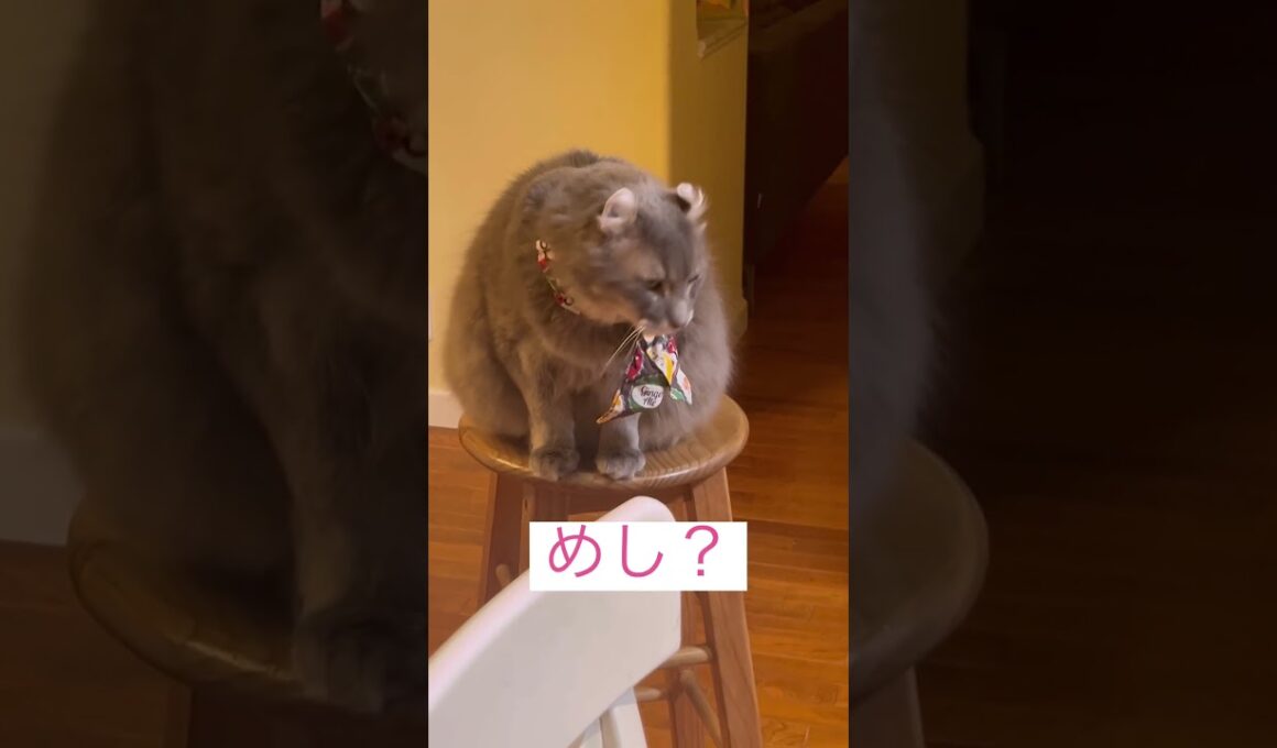 飯だ #ねこ動画 #アメリカンカール