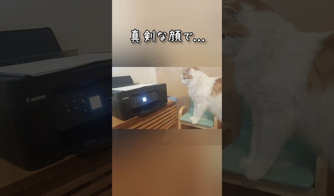 猫、印刷を観察 #猫 #メインクーン #長毛猫 #もふもふ #猫好きさんと繋がりたい#猫のいる生活 #catlover #甘えん坊