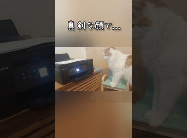 猫、印刷を観察 #猫 #メインクーン #長毛猫 #もふもふ #猫好きさんと繋がりたい#猫のいる生活 #catlover #甘えん坊