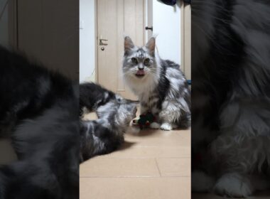 縫いぐるみに夢中なメインクーン親子