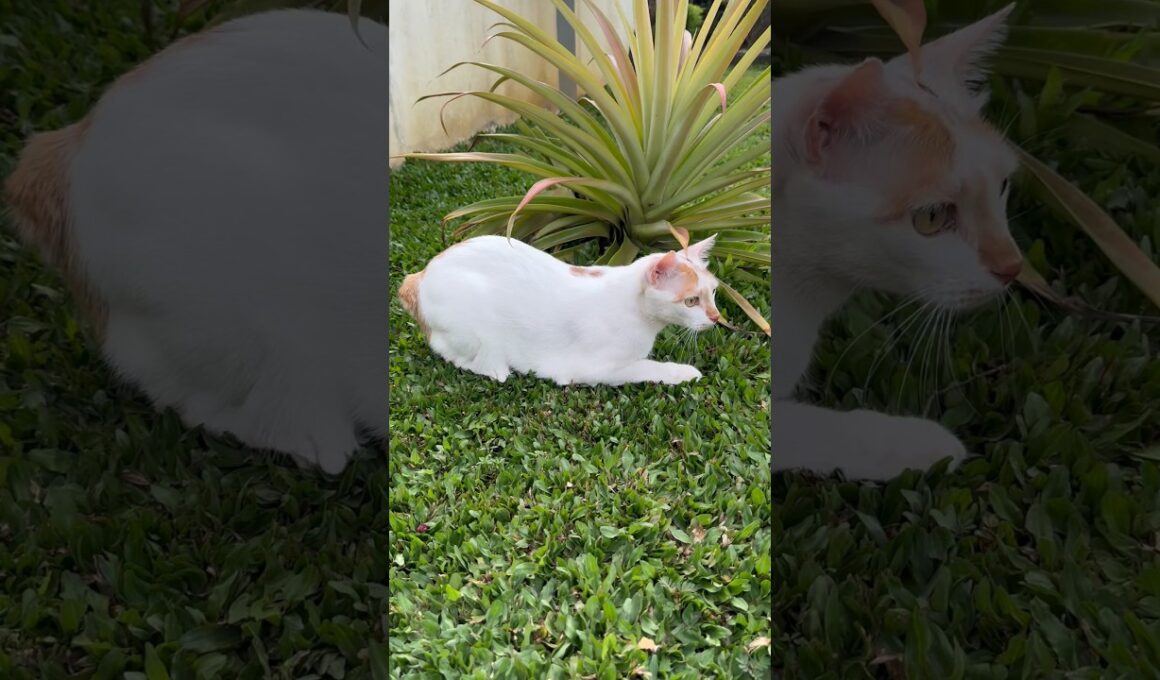 Handsome Japanese Bobtail Cat (ハンサムな日本のボブテイル猫)