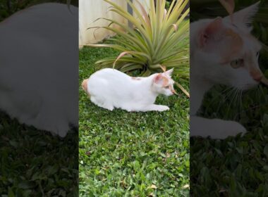 Handsome Japanese Bobtail Cat (ハンサムな日本のボブテイル猫)