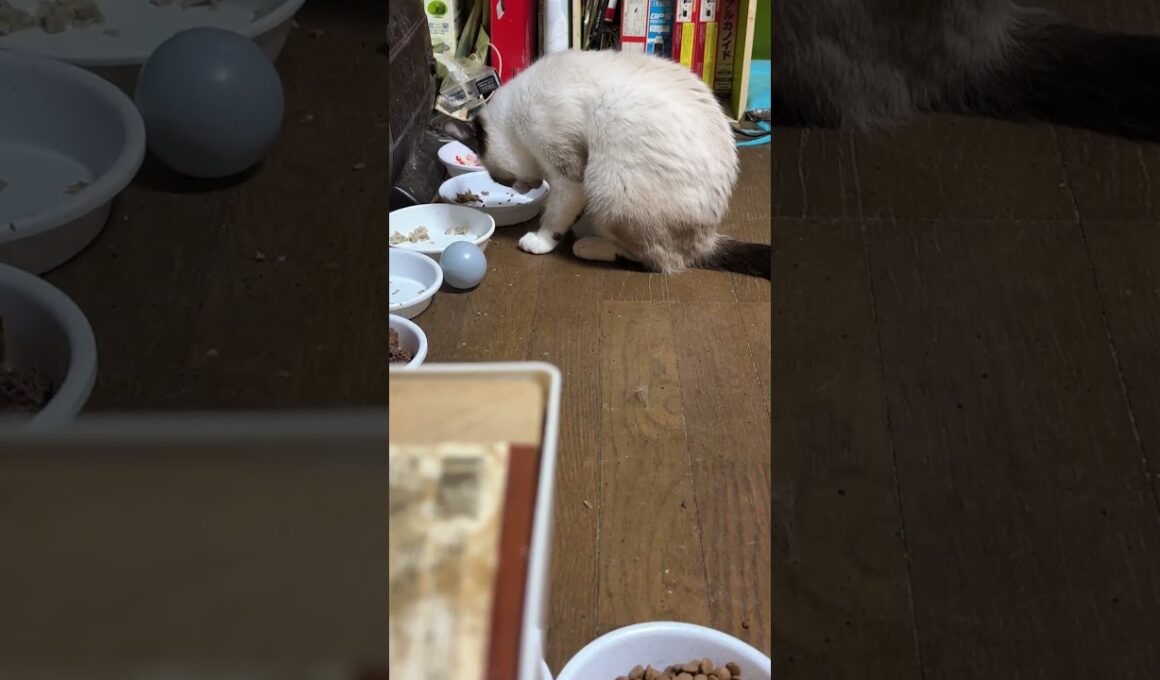 シャム猫のパンダ。手で食事②