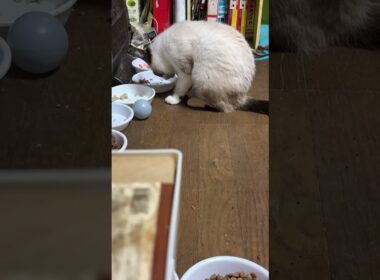シャム猫のパンダ。手で食事②